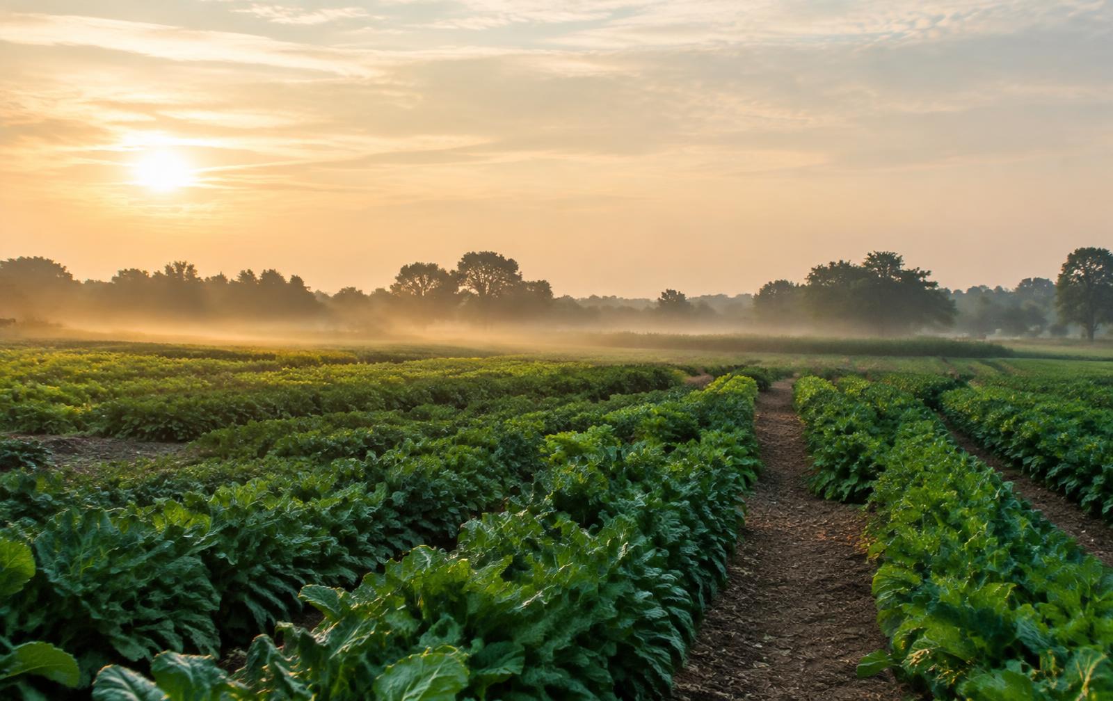 Illustrative image: Morning light over rows of leafy greens on farmland